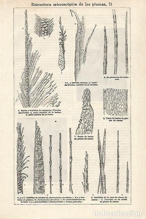 Otros art&iacute;culos de coleccionismo en papel: LAMINA ESPASA 27165: Estructura de las plumas - Varios
