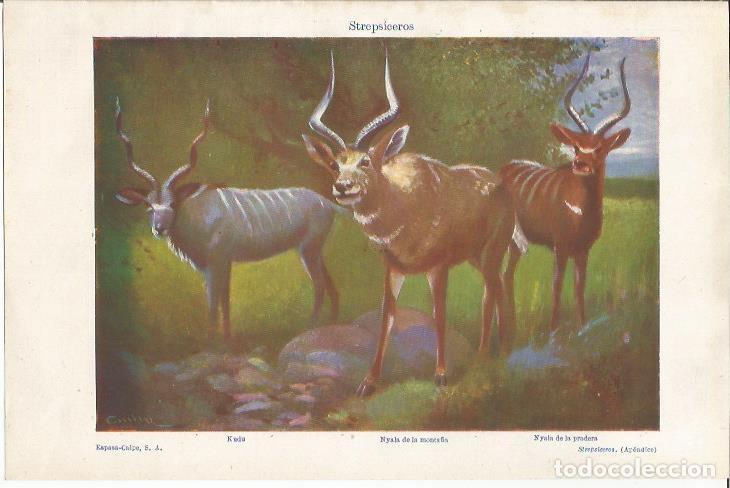 Otros art&iacute;culos de coleccionismo en papel: LAMINA ESPASA 34307: Nyala de la monta&ntilde;a - Varios