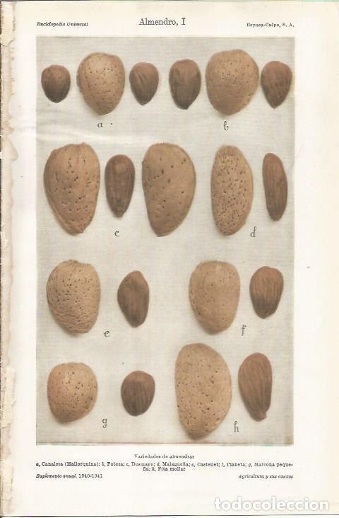 Otros art&iacute;culos de coleccionismo en papel: LAMINA ESPASA 34346: Variedades de almendra - Varios