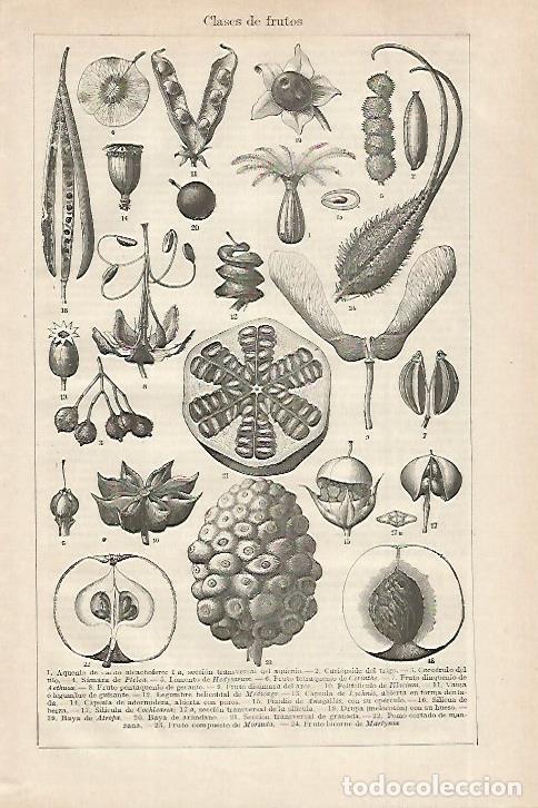 Otros art&iacute;culos de coleccionismo en papel: LAMINA ESPASA 27546: Clases de frutos - Varios