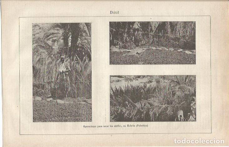 Otros art&iacute;culos de coleccionismo en papel: LAMINA ESPASA 34871: Plantaciones de datil en Hebron, Palestina - Varios
