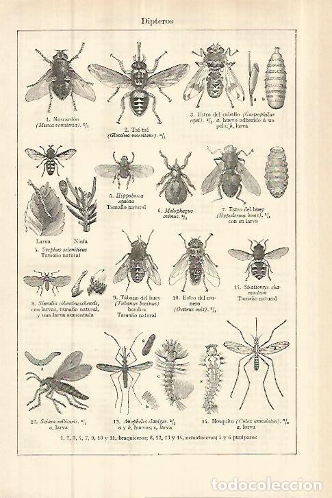 Otros art&iacute;culos de coleccionismo en papel: LAMINA ESPASA 27876: Dipteros - Varios
