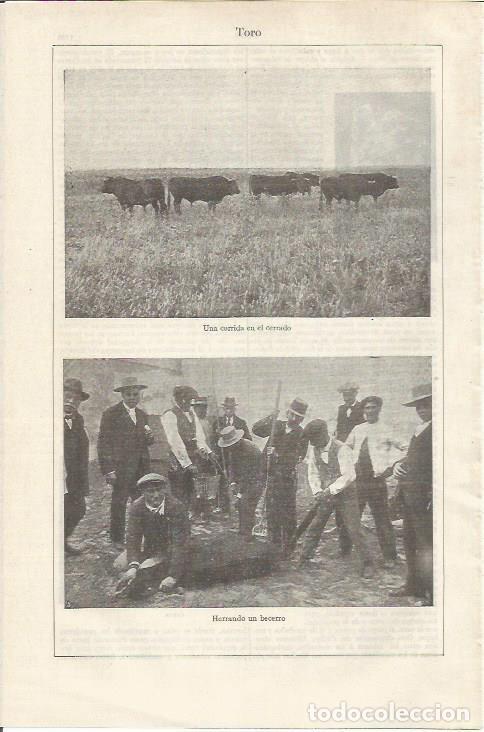 Otros art&iacute;culos de coleccionismo en papel: LAMINA ESPASA 35166: Toros y herrado de un becerro - Varios