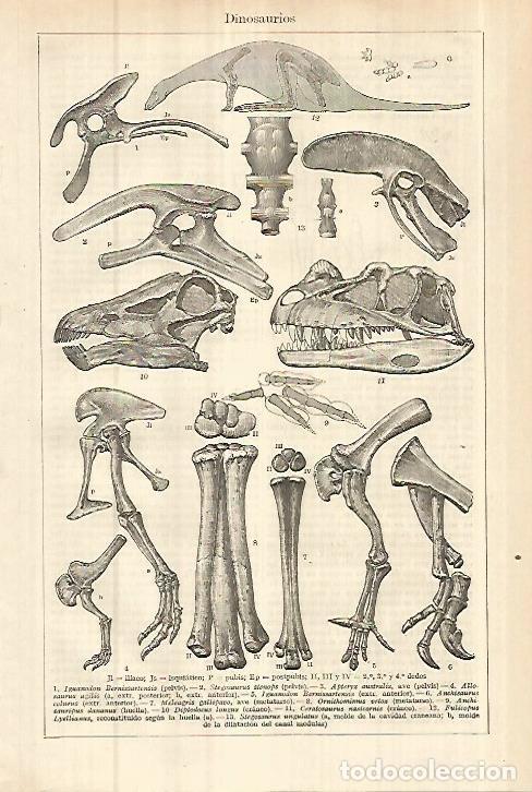 Otros art&iacute;culos de coleccionismo en papel: LAMINA ESPASA 27865: Dinosaurios - Varios