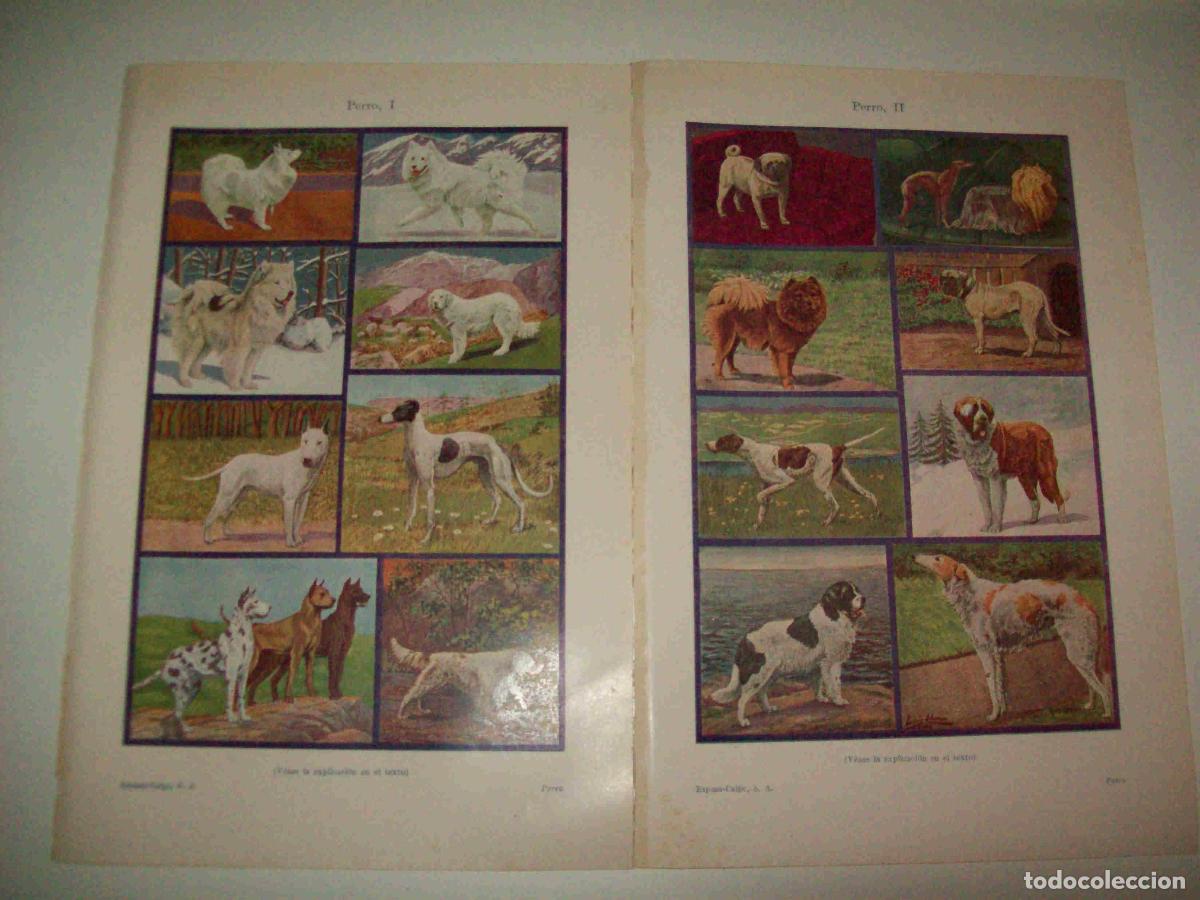Otros art&iacute;culos de coleccionismo en papel: LAMINA ESPASA 15778: Especies de perro - Varios
