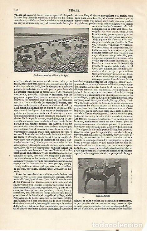 Otros art&iacute;culos de coleccionismo en papel: LAMINA ESPASA 15570: Cerdos de Extremadura - Varios