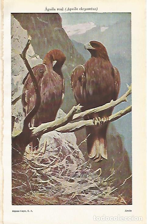 Otros art&iacute;culos de coleccionismo en papel: LAMINA ESPASA 15447: Aguila real o Aquila chrysaetus - Varios