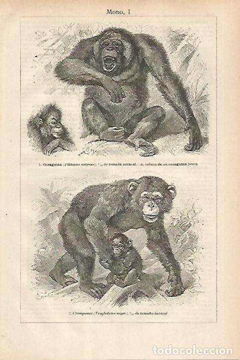 Otros art&iacute;culos de coleccionismo en papel: LAMINA ESPASA 27919: Orangutan y Chimpance - Varios