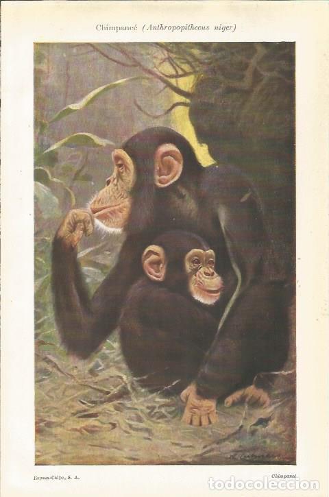 Otros art&iacute;culos de coleccionismo en papel: LAMINA ESPASA 34751: Chimpance - Varios