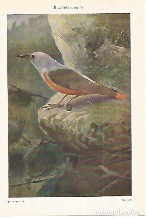 Otros art&iacute;culos de coleccionismo en papel: LAMINA ESPASA 28029: Monticola saxatilis - Varios