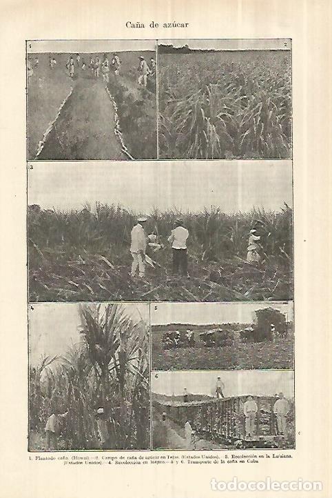 Otros art&iacute;culos de coleccionismo en papel: LAMINA ESPASA 28236: Campos de ca&ntilde;a de azucar en Estados Unidos - Varios