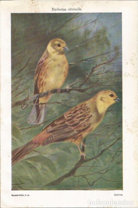 Otros art&iacute;culos de coleccionismo en papel: LAMINA ESPASA 35631: Emberiza citrinella - Varios