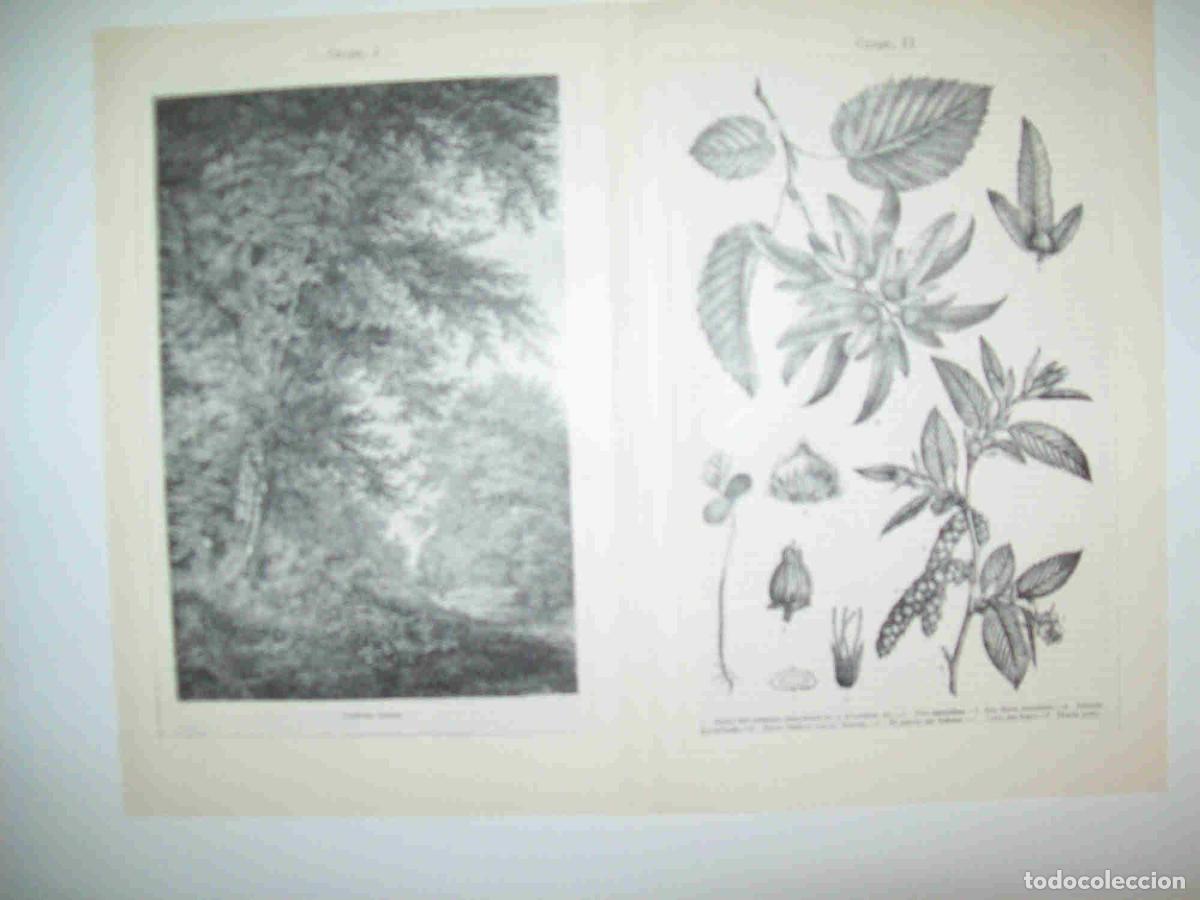 Otros art&iacute;culos de coleccionismo en papel: LAMINA ESPASA 28396: Carpe o Carpinus betulus - Varios