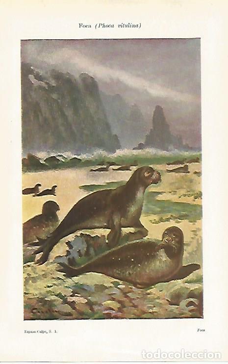 Otros art&iacute;culos de coleccionismo en papel: LAMINA ESPASA 28529: Phoca vitulina o foca - Varios