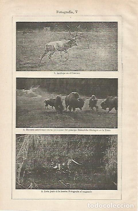 Otros art&iacute;culos de coleccionismo en papel: LAMINA ESPASA 28506: Antilope bisontes y leon - Varios