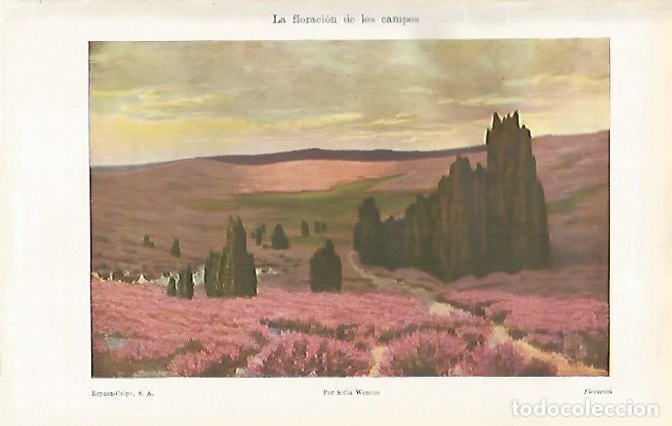Otros art&iacute;culos de coleccionismo en papel: LAMINA ESPASA 28591: La floracion de los campos por Sofia Wencke - Varios