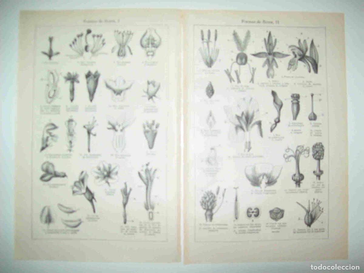 Otros art&iacute;culos de coleccionismo en papel: LAMINA ESPASA 28596: Formas de flores - Varios