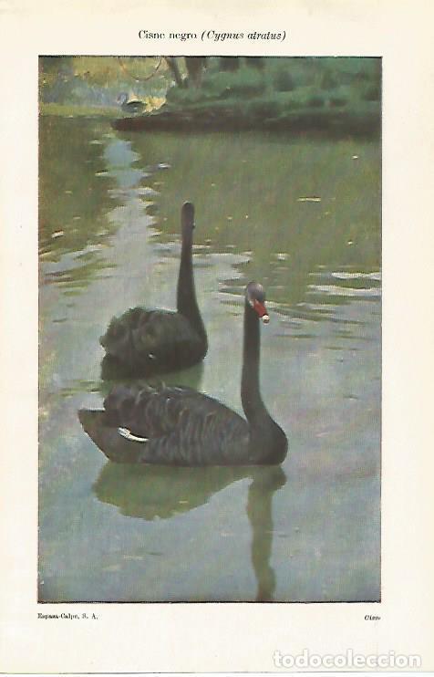 Otros art&iacute;culos de coleccionismo en papel: LAMINA ESPASA 28606: Cisne negro - Varios