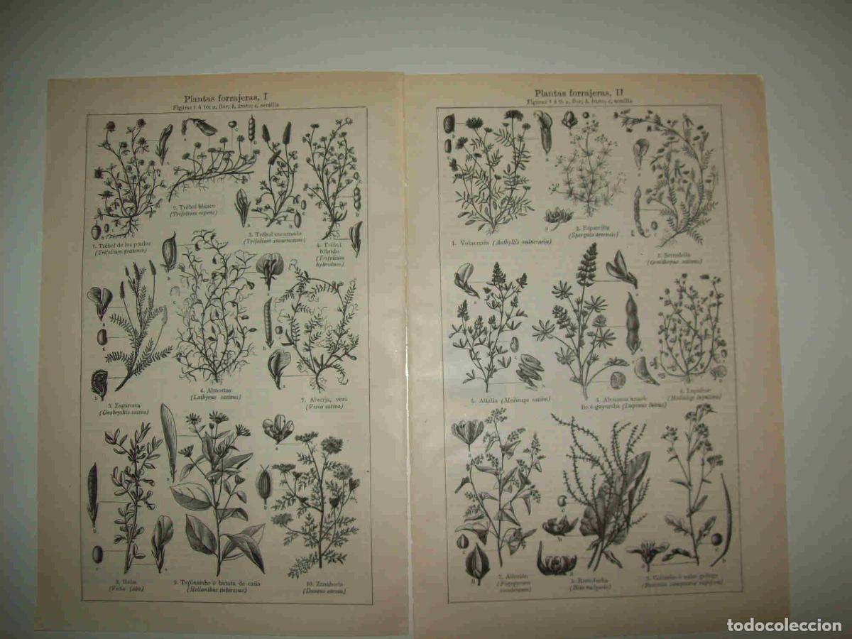 Otros art&iacute;culos de coleccionismo en papel: LAMINA ESPASA 28567: Plantas forrajeras - Varios