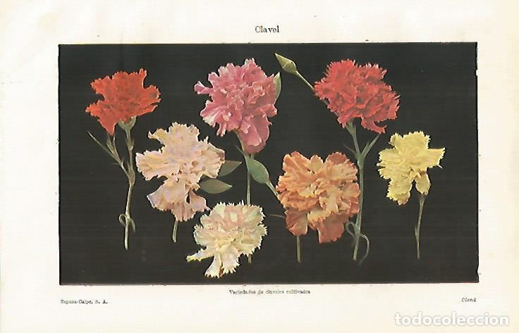 Otros art&iacute;culos de coleccionismo en papel: LAMINA ESPASA 28651: Clavel - Varios
