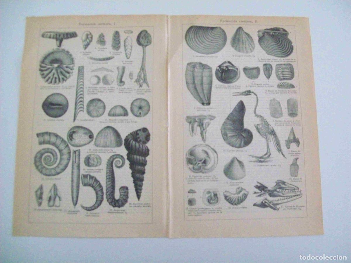 Otros art&iacute;culos de coleccionismo en papel: LAMINA ESPASA 14184: Formacion cretacea - Varios