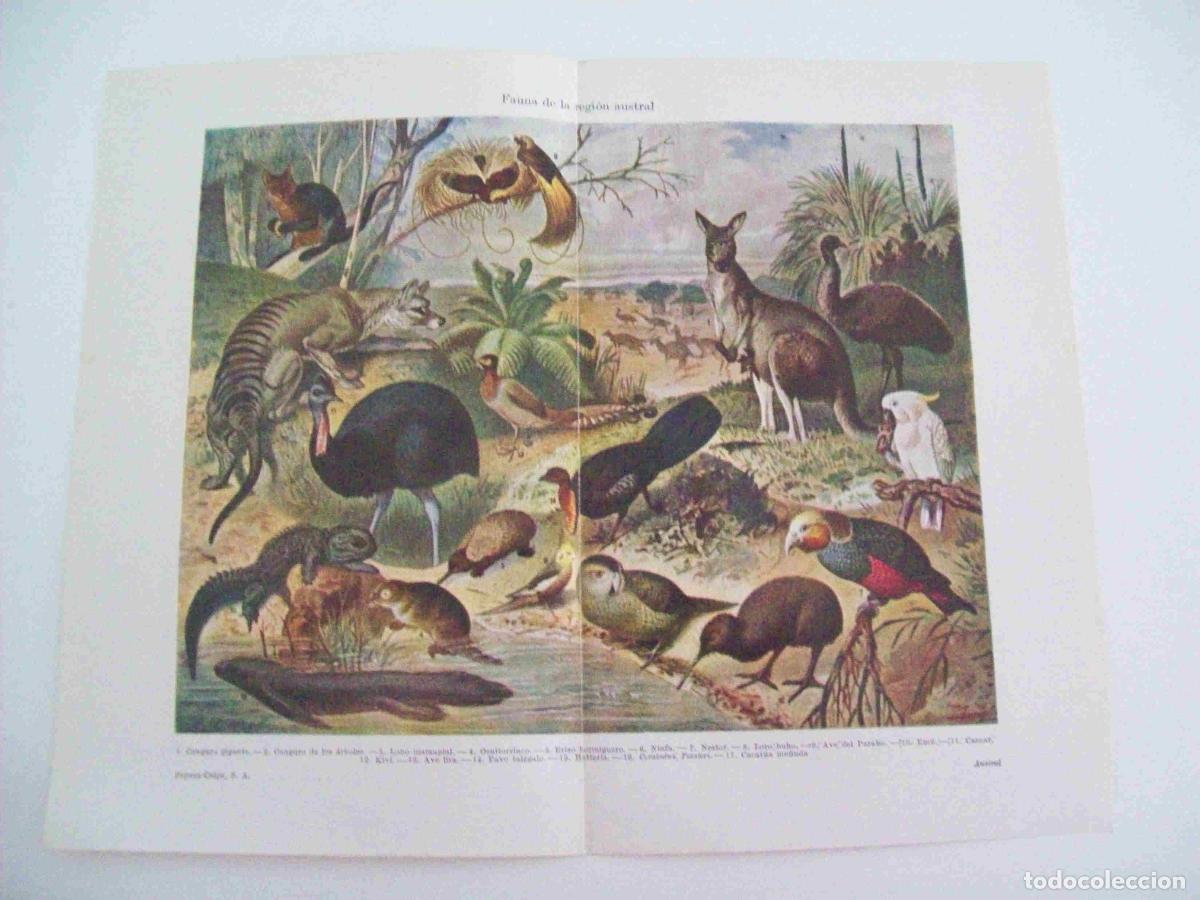 Otros art&iacute;culos de coleccionismo en papel: LAMINA ESPASA 12998: Fauna de la region austral - Varios
