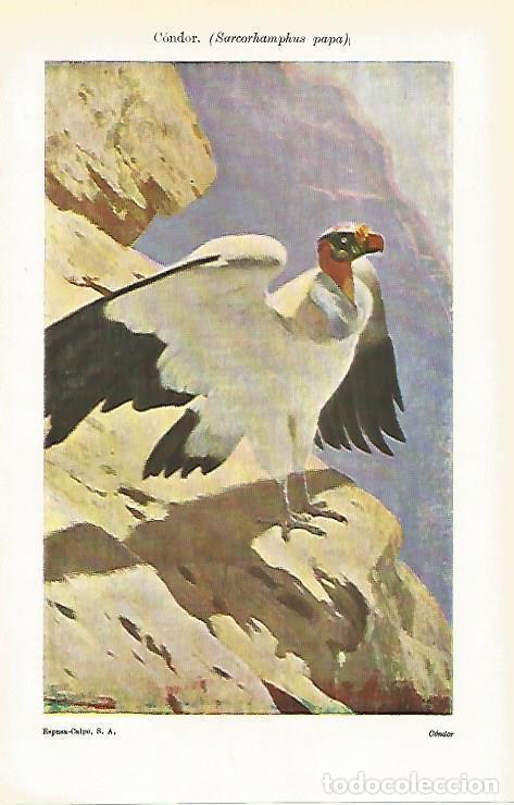 Otros art&iacute;culos de coleccionismo en papel: LAMINA ESPASA 14495: Condor o Sarcorhamphus papa - Varios