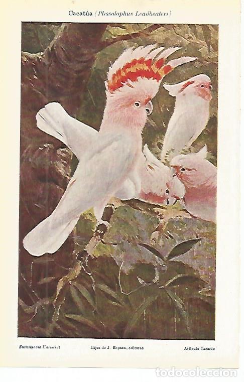 Otros art&iacute;culos de coleccionismo en papel: LAMINA De ESPASA 00108: Cacatua - Varios autores