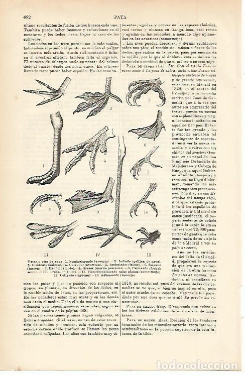 Otros art&iacute;culos de coleccionismo en papel: LAMINA ESPASA 002345: Patas y pies de aves - Varios Autores