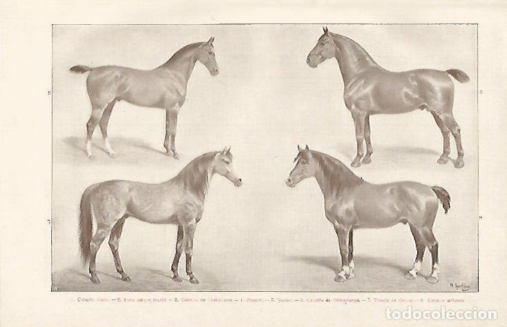 Otros art&iacute;culos de coleccionismo en papel: LAMINA De ESPASA 00118: Caballo - Varios autores