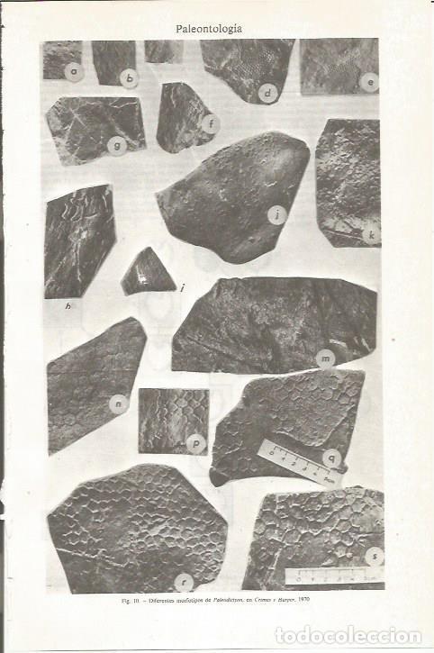 Otros art&iacute;culos de coleccionismo en papel: LAMINA ESPASA 36201: Diferentes morfotipos de Paleodictyon - Varios