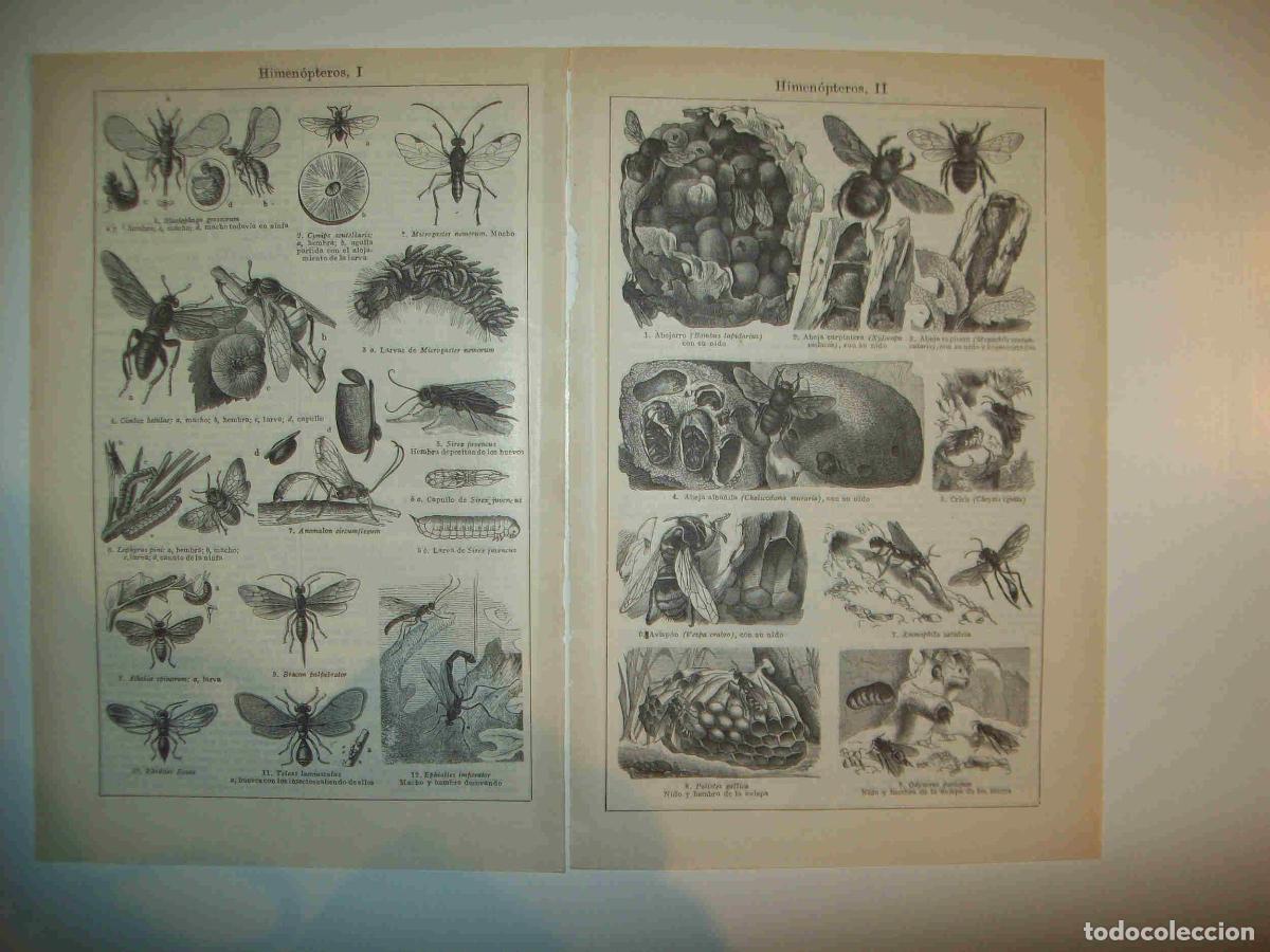 Otros art&iacute;culos de coleccionismo en papel: LAMINA ESPASA 29551: Himenopteros - Varios