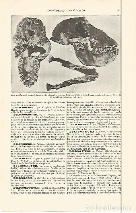 Otros art&iacute;culos de coleccionismo en papel: LAMINA ESPASA 29598: Dolichopithecus Arvenensis Deperet - Varios