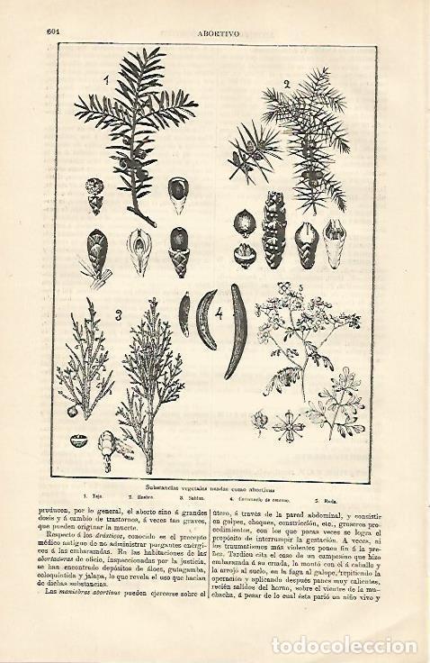 Otros art&iacute;culos de coleccionismo en papel: LAMINA ESPASA 13172: Vegetales usados como abortivos - Varios