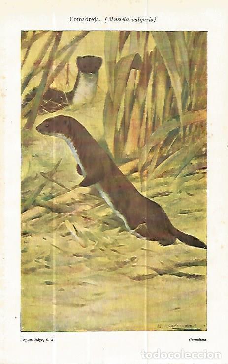 Otros art&iacute;culos de coleccionismo en papel: LAMINA ESPASA 13979: Comadreja o Mustela vulgaris - Varios
