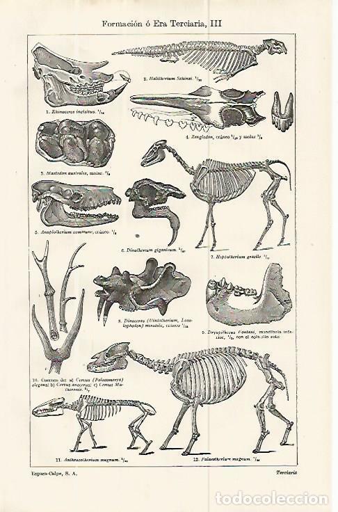 Otros art&iacute;culos de coleccionismo en papel: LAMINA ESPASA 13853: Fosiles de la Era Terciaria - Varios