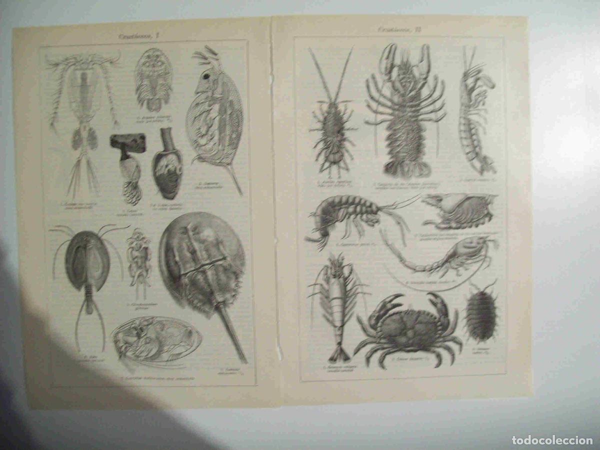 Otros art&iacute;culos de coleccionismo en papel: LAMINA ESPASA 29783: Crustaceos - Varios