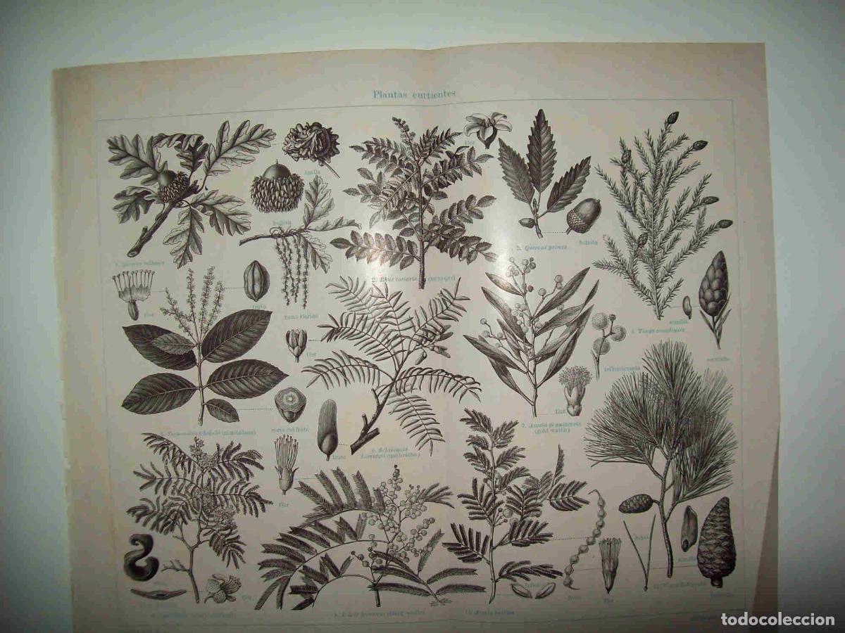 Otros art&iacute;culos de coleccionismo en papel: LAMINA ESPASA 29877: Plantas curtientes - Varios