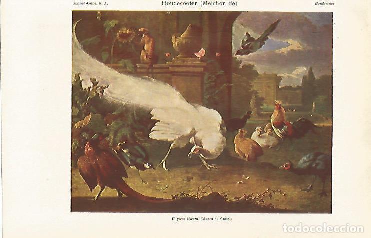 Otros art&iacute;culos de coleccionismo en papel: LAMINA ESPASA 30213: El pavo blanco por M. de Hondecoeter - Varios