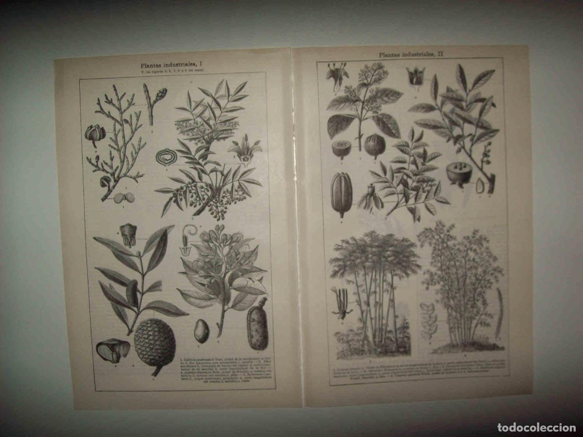 Otros art&iacute;culos de coleccionismo en papel: LAMINA ESPASA 30361: Plantas para uso industrial - Varios