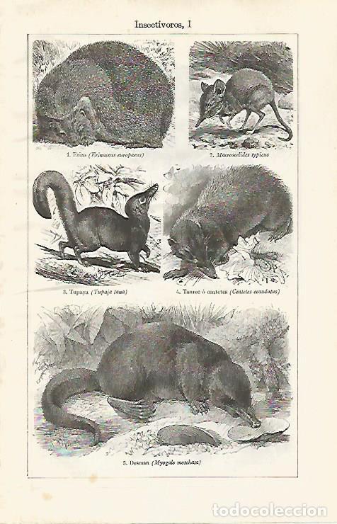 Otros art&iacute;culos de coleccionismo en papel: LAMINA ESPASA 30403: Animales insectivoros - Varios