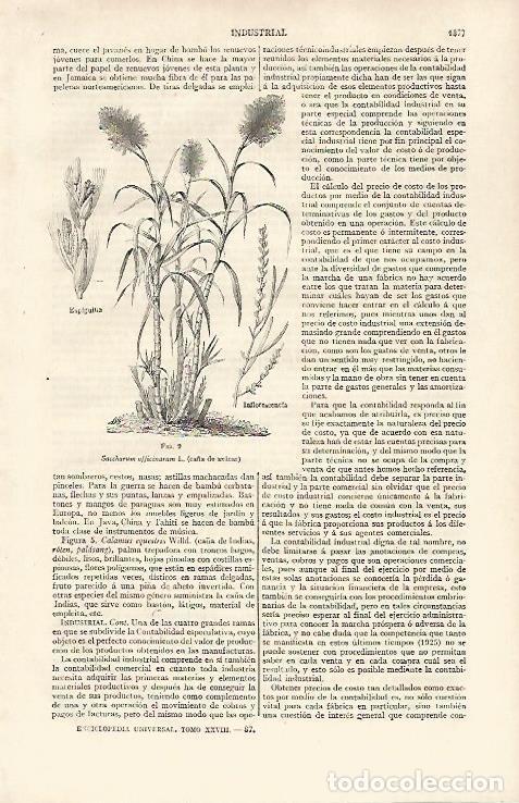 Otros art&iacute;culos de coleccionismo en papel: LAMINA ESPASA 30363: Ca&ntilde;a de azucar - Varios