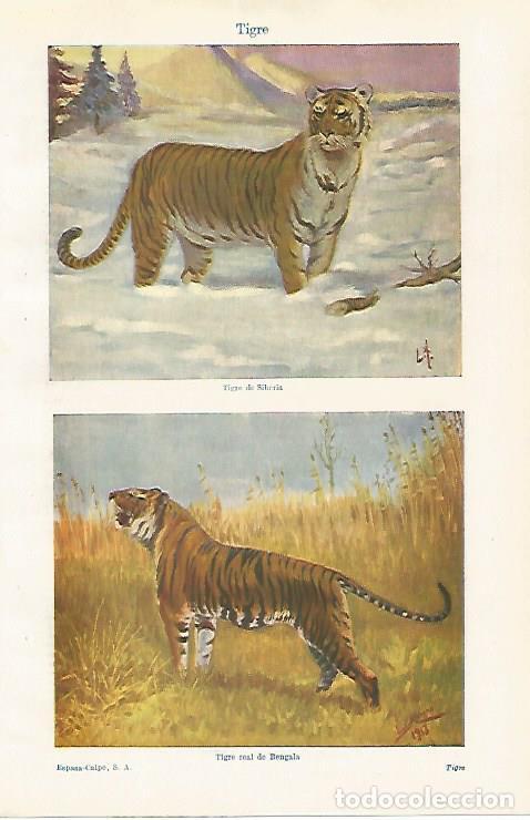 Otros art&iacute;culos de coleccionismo en papel: LAMINA ESPASA 30642: Tigre - Varios