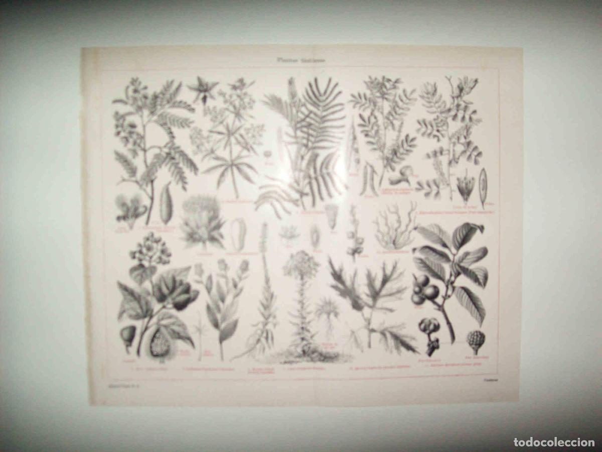 Otros art&iacute;culos de coleccionismo en papel: LAMINA ESPASA 30671: Plantas tintoreas - Varios