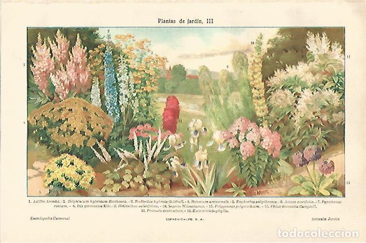 Otros art&iacute;culos de coleccionismo en papel: LAMINA ESPASA 20978: Plantas de jardin III - Varios