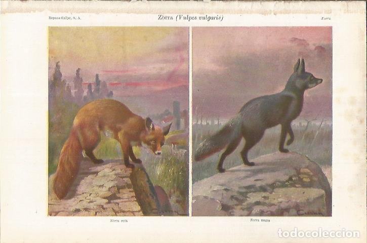 Otros art&iacute;culos de coleccionismo en papel: LAMINA ESPASA 37042: Zorro rojo y zorro negro - Varios