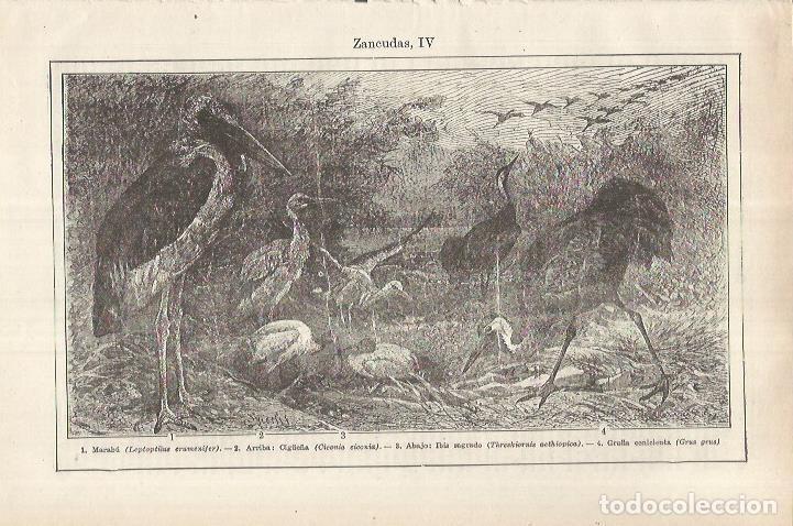 Otros art&iacute;culos de coleccionismo en papel: LAMINA ESPASA 36963: Marabu, cig&uuml;e&ntilde;a, ibis sagrado y grulla - Varios