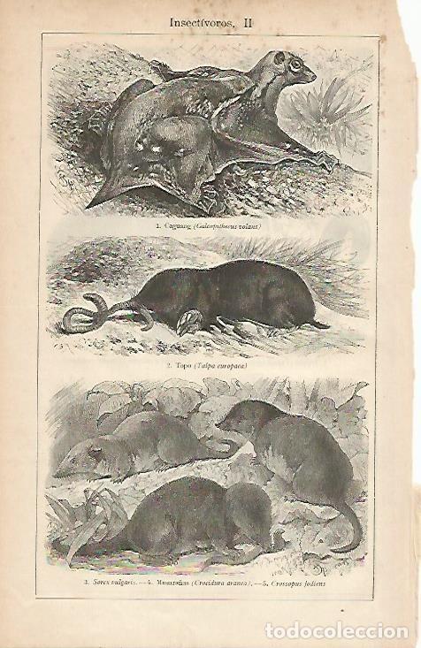 Otros art&iacute;culos de coleccionismo en papel: LAMINA ESPASA 4626: Animales insectivoros - Varios Autores