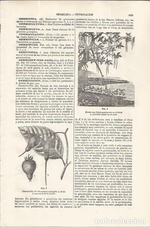 Otros art&iacute;culos de coleccionismo en papel: LAMINA ESPASA 37638: Germinacion y fruto del mango - Varios