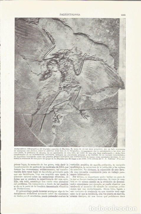 Otros art&iacute;culos de coleccionismo en papel: LAMINA ESPASA 37343: Archacopteryx lithographica - Varios